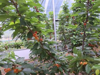 베리조은농원님의 작성글 사진