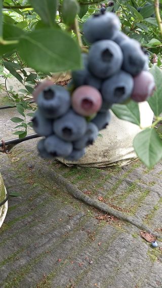 베리조은농원님의 작성글 사진