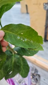 팜모닝 기타작물·병해충상담 게시글 이미지