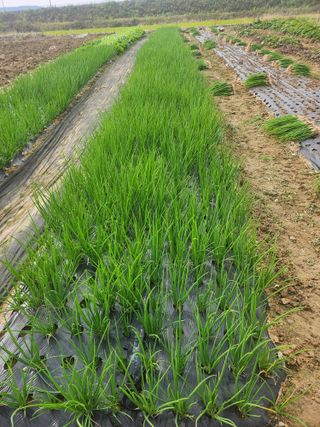 갑돌이님의 자유주제 · 자유게시판 작성글 사진