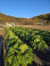 팜모닝 자유주제·자유게시판 게시글 이미지