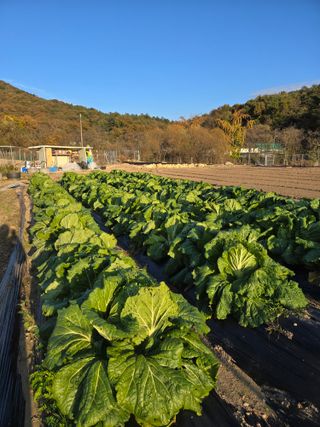 임영길님의 자유주제 · 자유게시판 작성글 사진