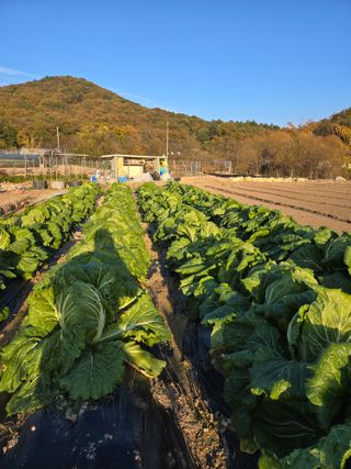 임영길님의 자유주제 · 자유게시판 작성글 사진