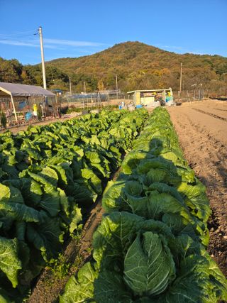 임영길님의 자유주제 · 자유게시판 작성글 사진