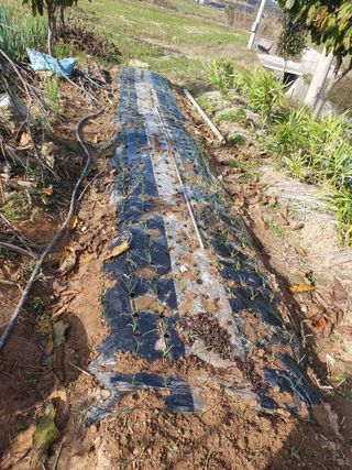 엄기덕님의 양파 · 영농일지 작성글 사진