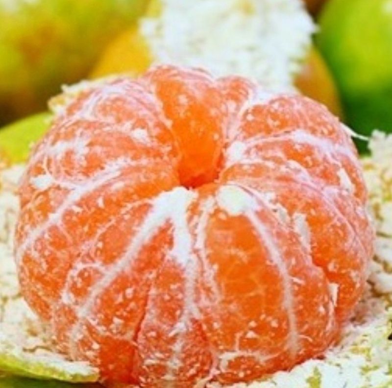 김행복님의 장터 판매 상품 [고당도 감귤 ] 첨부 사진