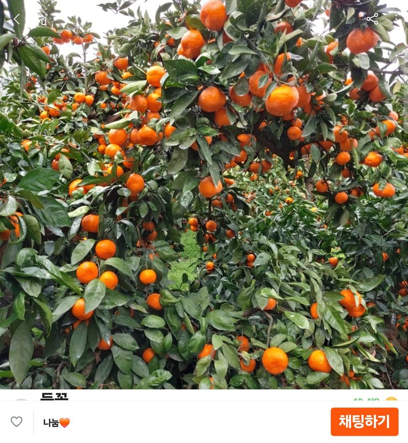 장터 상품 [고당도 감귤 ] 썸네일