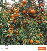 팜모닝 · 게시글 이미지