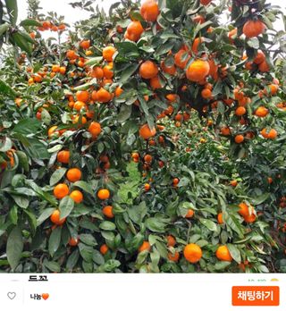 김행복님의 작성글 사진