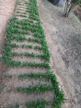 팜모닝 시금치·영농일지 게시글 이미지