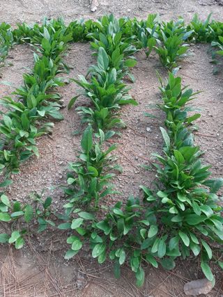 이응천님의 시금치 · 영농일지 작성글 사진