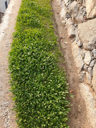 이응천님의 시금치 · 영농일지 작성글 사진