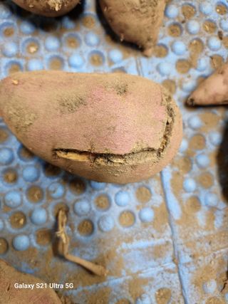 김병욱님의 농사, 무엇이든 물어보세요! · 참여글 작성글 사진