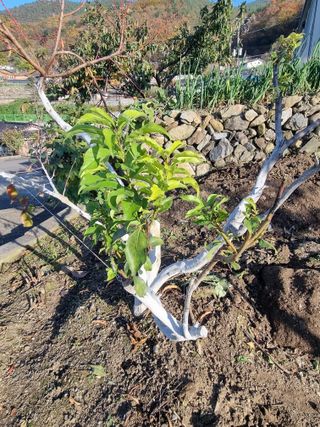 김용대님의 복숭아 · 영농일지 작성글 사진