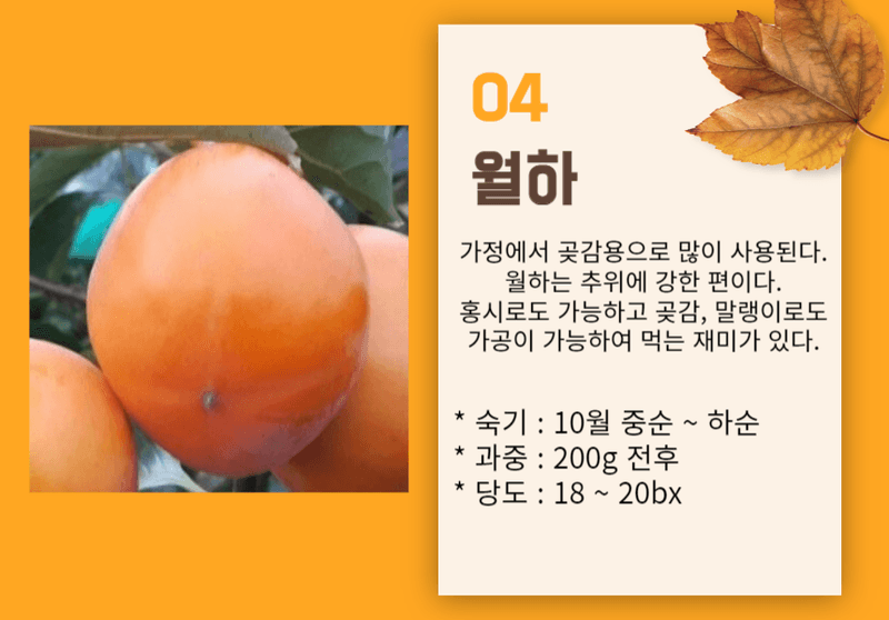 일심묘목농원님의 장터 판매 상품 [감나무 월하 3년생 결실주 분묘] 첨부 사진