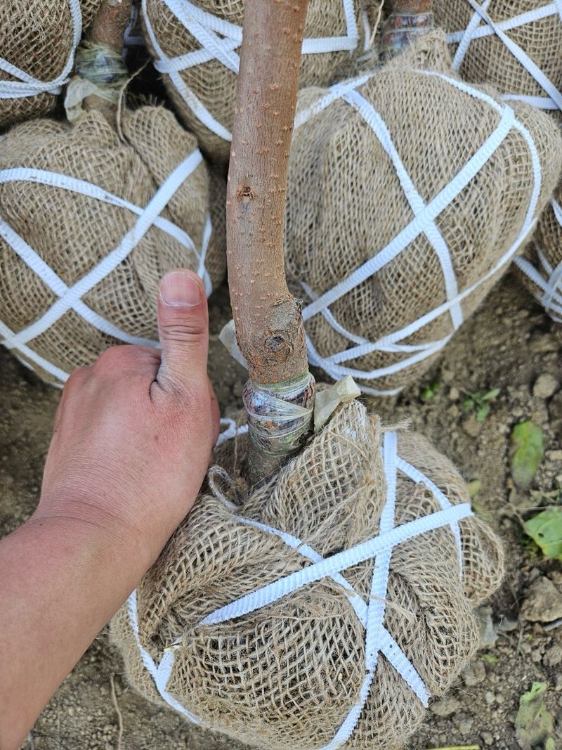 일심묘목농원님의 장터 판매 상품 [감나무 월하 3년생 결실주 분묘] 첨부 사진