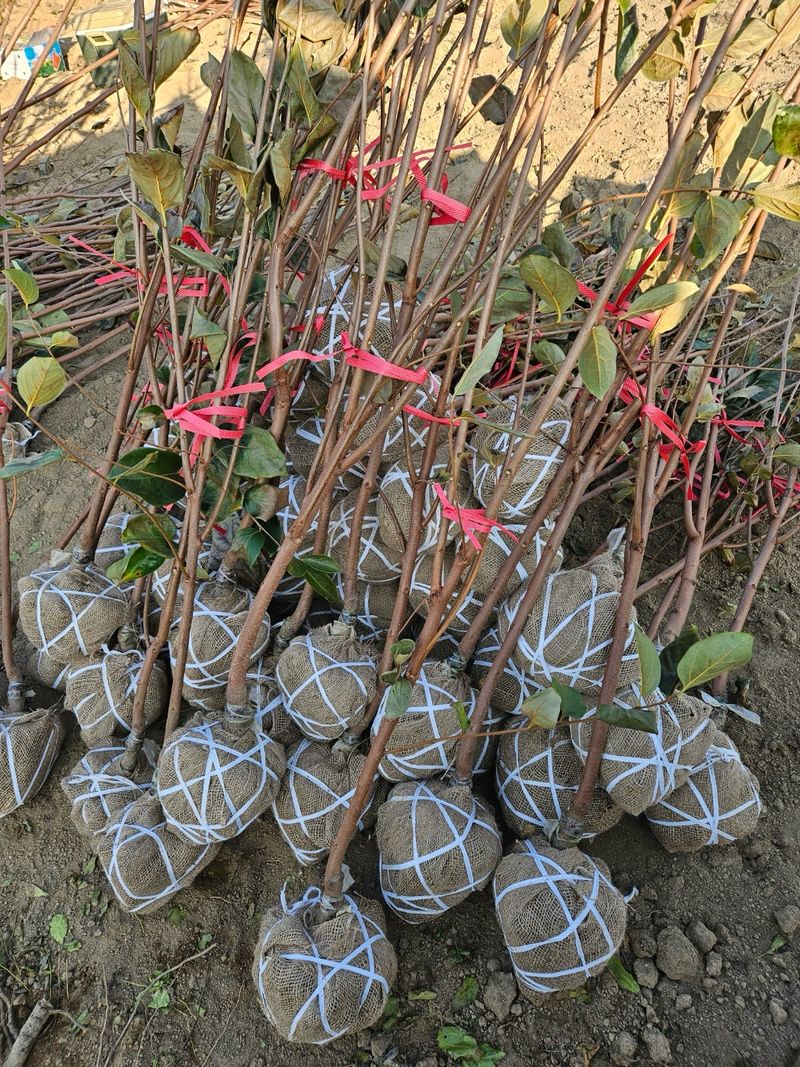 일심묘목농원님의 장터 판매 상품 [감나무 월하 3년생 결실주 분묘] 첨부 사진