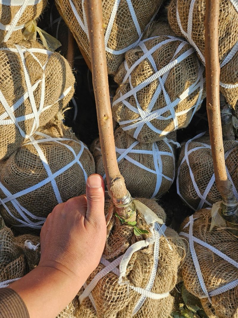 일심묘목농원님의 장터 판매 상품 [감나무 월하 3년생 결실주 분묘] 첨부 사진
