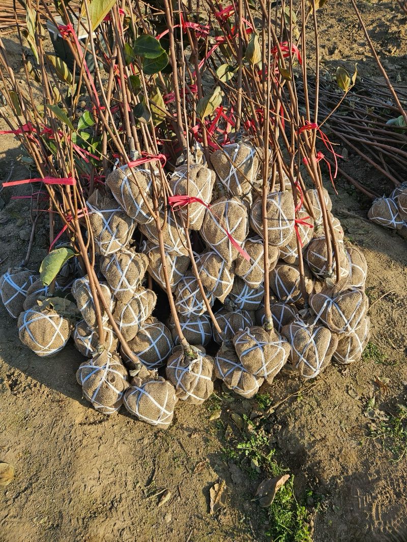 일심묘목농원님의 장터 판매 상품 [감나무 월하 3년생 결실주 분묘] 첨부 사진