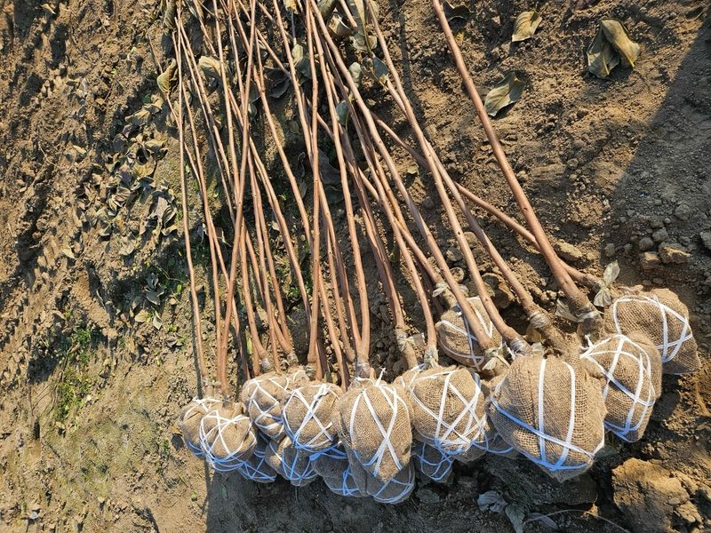 일심묘목농원님의 장터 판매 상품 [감나무 월하 3년생 결실주 분묘] 첨부 사진