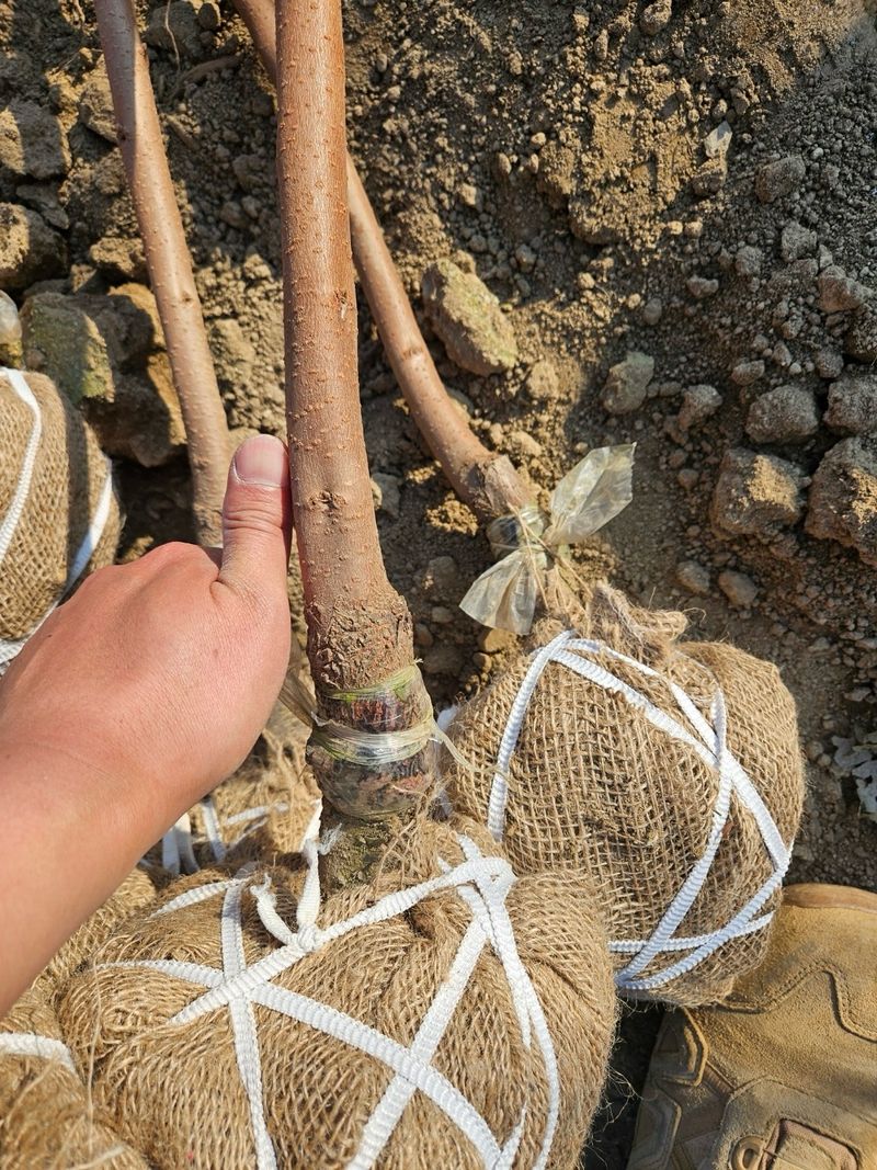 일심묘목농원님의 장터 판매 상품 [감나무 월하 3년생 결실주 분묘] 첨부 사진