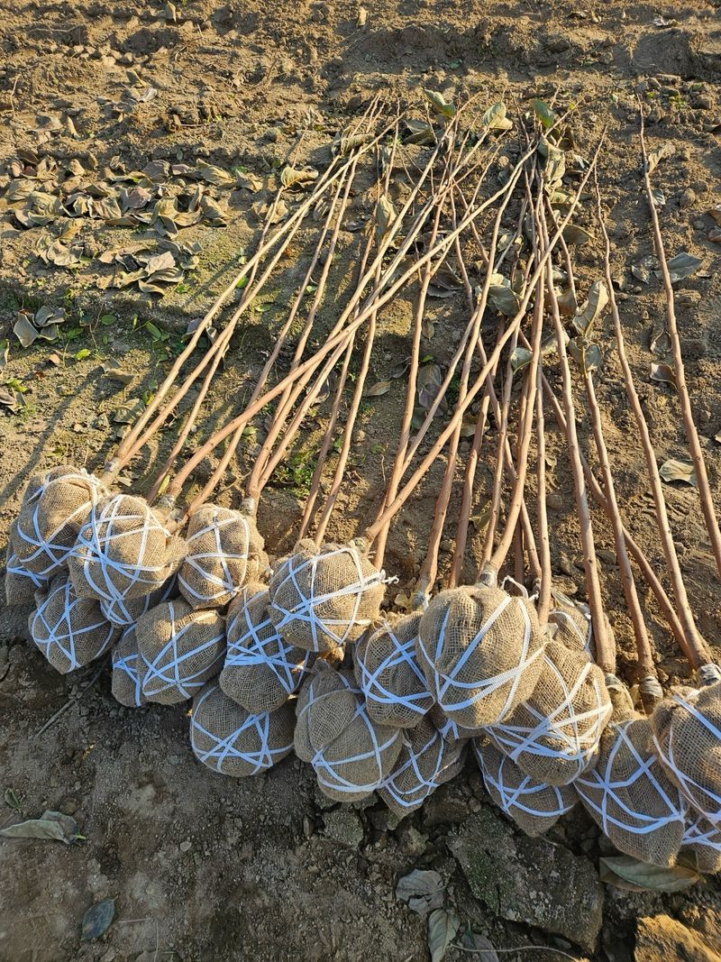 일심묘목농원님의 장터 판매 상품 [감나무 월하 3년생 결실주 분묘] 첨부 사진