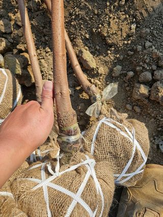 일심묘목농원님의 자유주제 · 자유게시판 작성글 사진