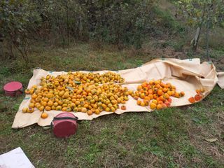 서애 기원님의 감 · 영농일지 작성글 사진