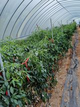 팜모닝 · 게시글 이미지