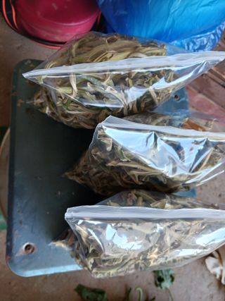 들국화님의 기타작물 · 자유게시판 작성글 사진