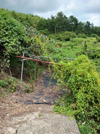 들국화님의 기타작물 · 자유게시판 작성글 사진
