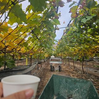 박종숙님의 포도 · 영농일지 작성글 사진