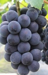 팜모닝 · 게시글 이미지