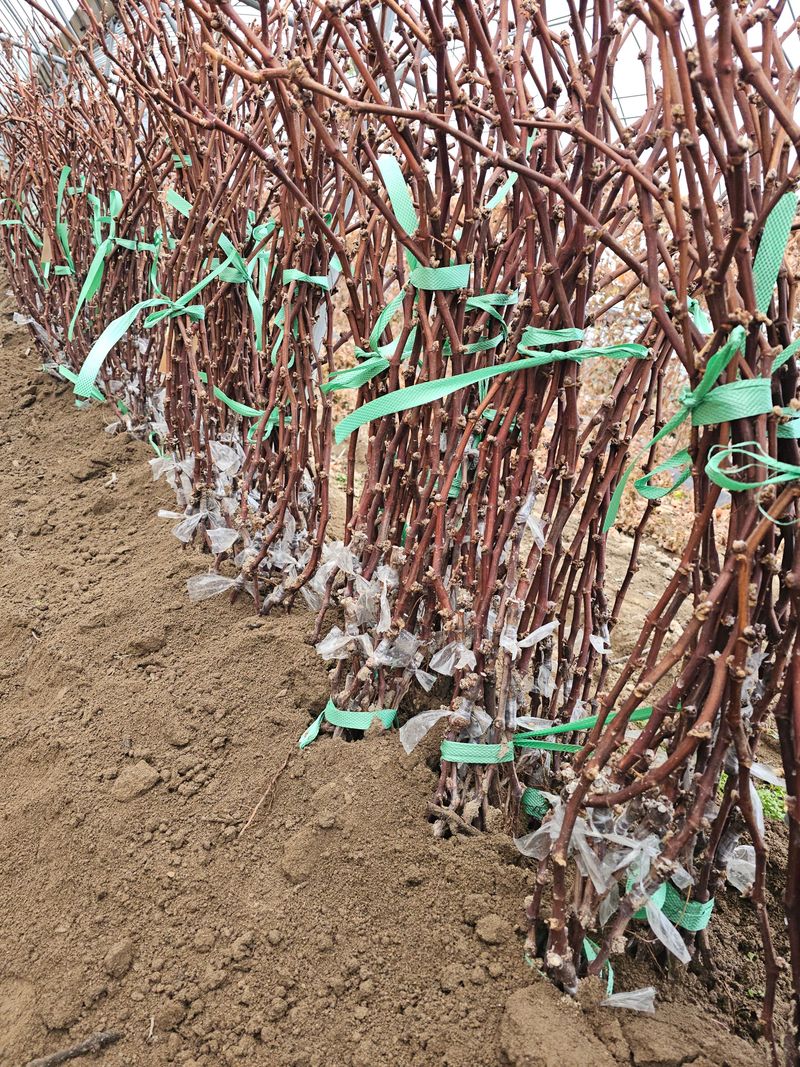 뿌리묘목농원님의 장터 판매 상품 [오로라 블랙포도 접목 2년생 (SO4)] 첨부 사진