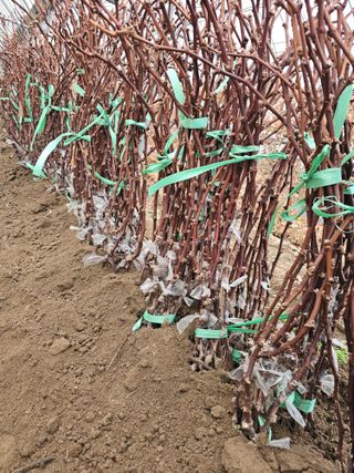 뿌리묘목농원님의 작성글 사진