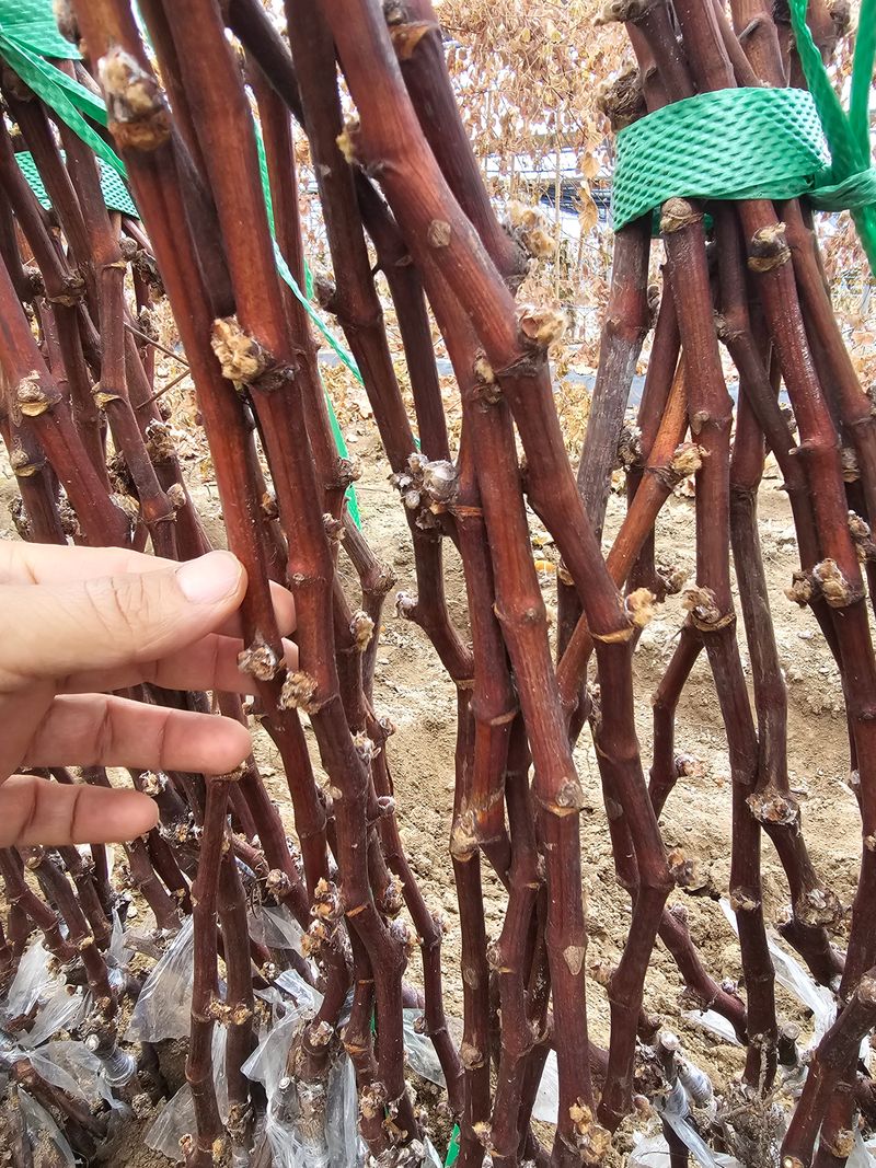 뿌리묘목농원님의 장터 판매 상품 [오로라 블랙포도 접목 2년생 (SO4)] 첨부 사진