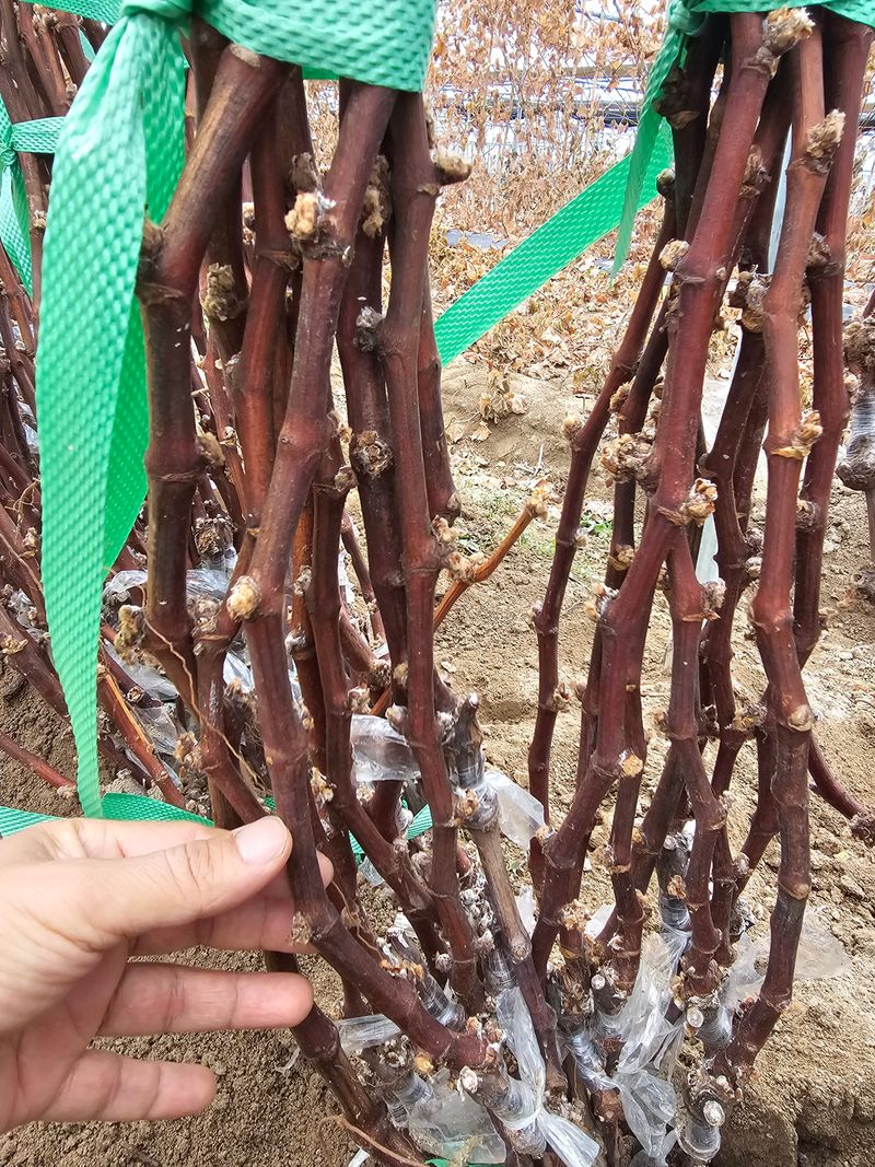 뿌리묘목농원님의 장터 판매 상품 [오로라 블랙포도 접목 2년생 (SO4)] 첨부 사진