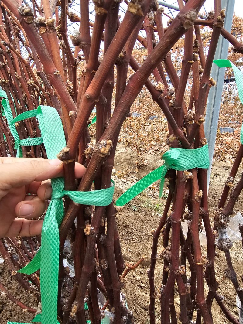 뿌리묘목농원님의 장터 판매 상품 [오로라 블랙포도 접목 2년생 (SO4)] 첨부 사진