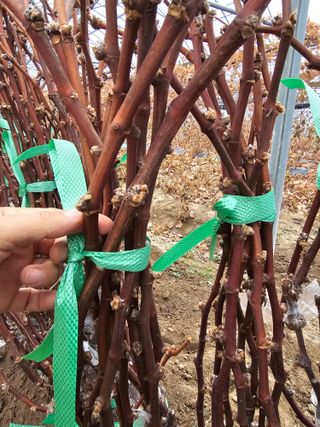 뿌리묘목농원님의 작성글 사진