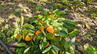 늘푸른농장님의 자유주제 · 자유게시판 작성글 사진