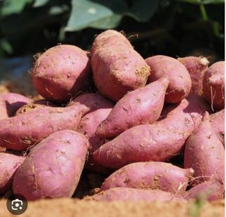 알 수 없음님의 자유주제 · 자유게시판 작성글 사진