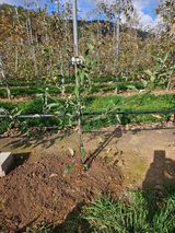 팜모닝 사과·영농일지 게시글 이미지