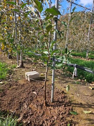 김학수님의 사과 · 영농일지 작성글 사진