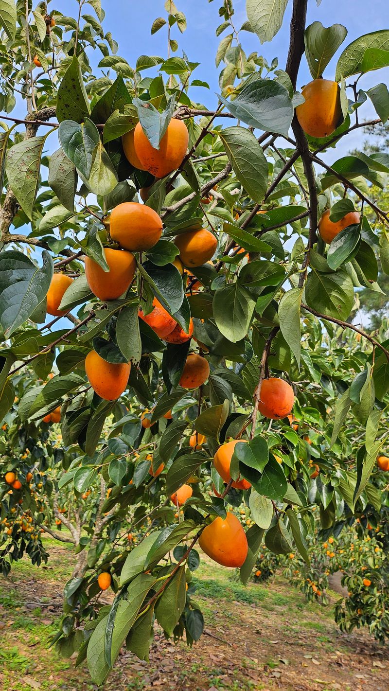 장터 상품 [대봉감 35과] 썸네일