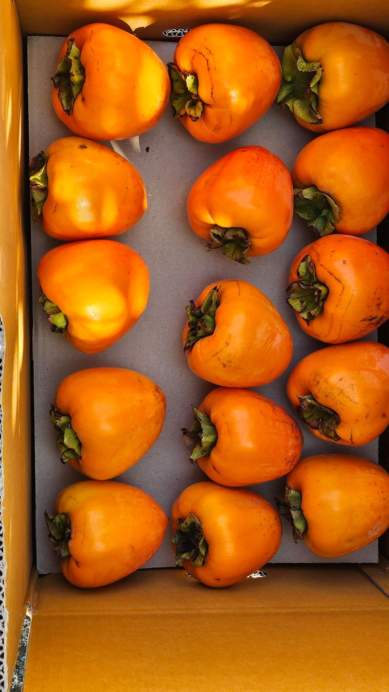 알 수 없음님의 장터 판매 상품 [대봉감 35과] 첨부 사진