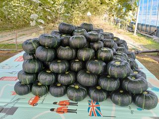 현순호님의 자유주제 · 자유게시판 작성글 사진