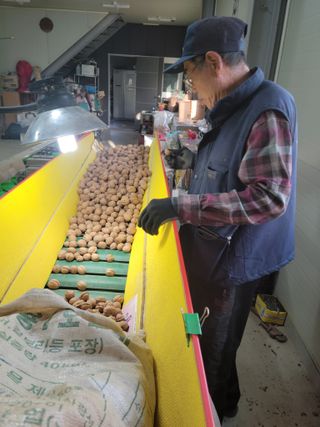 영동호두님의 기타작물 · 영농일지 작성글 사진