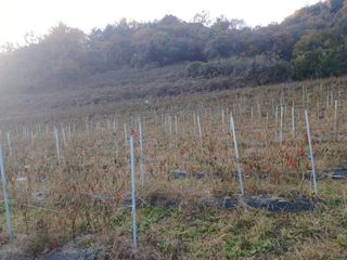 오영도님의 자유주제 · 자유게시판 작성글 사진