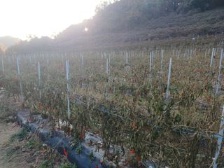 오영도님의 자유주제 · 자유게시판 작성글 사진