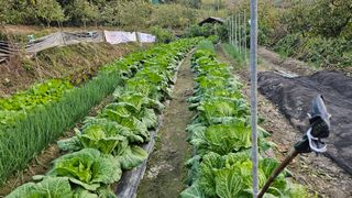 늘푸른농장님의 자유주제 · 자유게시판 작성글 사진